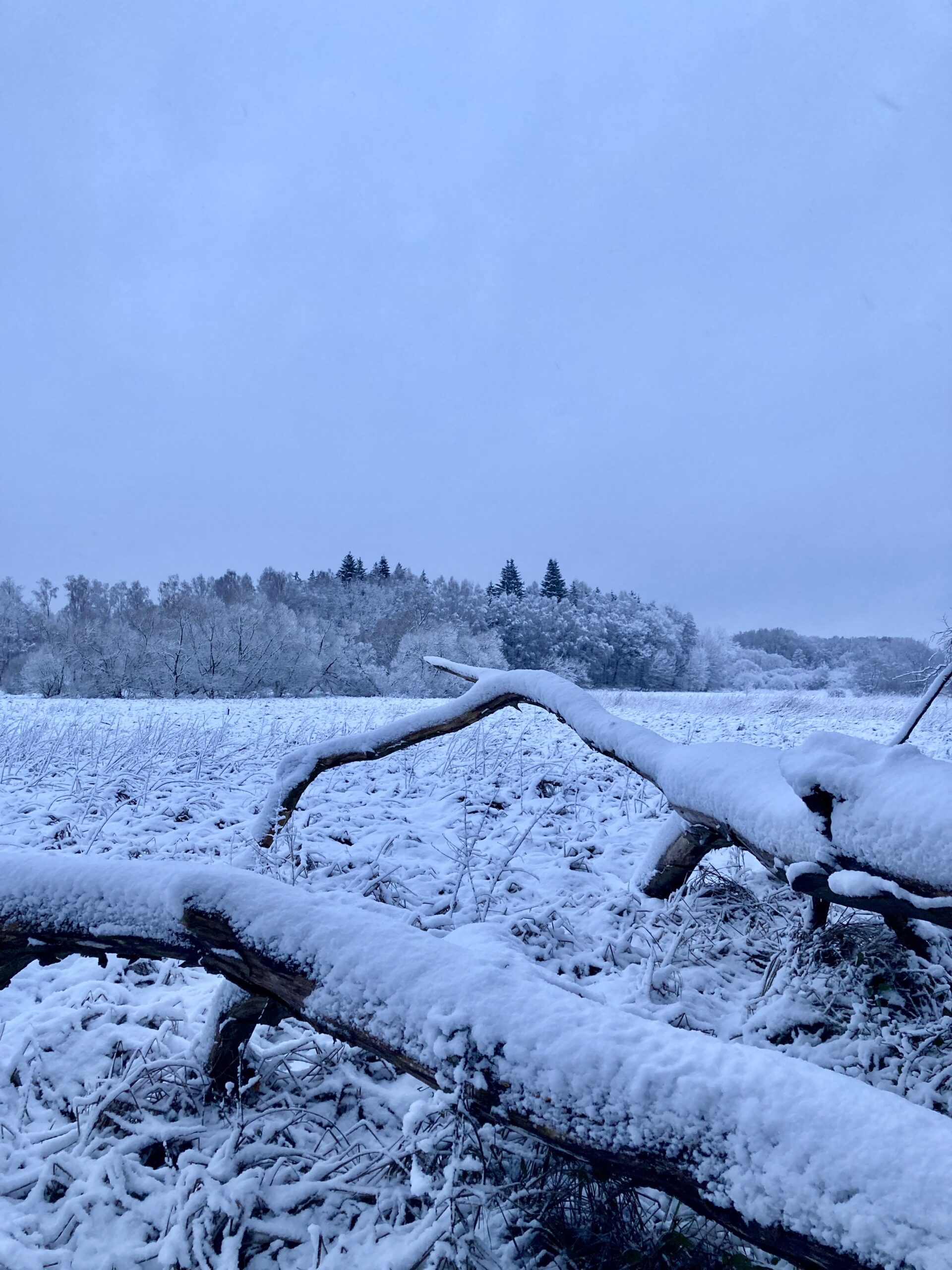 Neujahrsgruß der SPD Ahrensburg